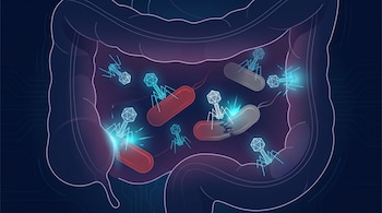 Ilustración de una cavidad intestinal que contiene múltiples bacteriófagos cian atacando bacterias rojas y grises de forma alargada.