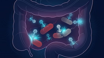 Un virus que “arranca los dientes” a bacterias dañinas abre una nueva vía contra la inflamación intestinal