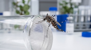 Un mosquito de rayas negras y blancas posado sobre la malla metálica de un frasco transparente en un entorno de laboratorio.