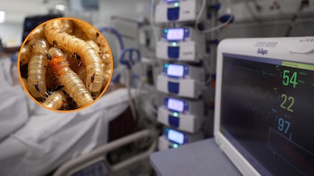 Alerta por el gusano barrenador: suben contagios en humanos durante 2026