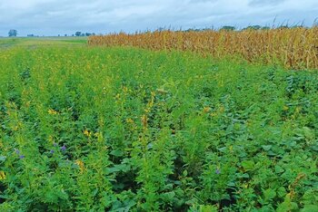 Cada campaña, los productores de