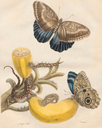 Maria Sibylla Merian