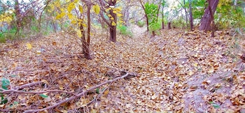 Un sendero de tierra en un bosque cubierto de hojas secas y ramas caídas. Se observan troncos de árboles y follaje verde y amarillo