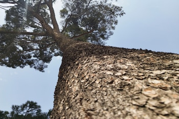 Para maximizar los beneficios de