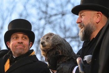 Phil se convirtió en indiscutible protagonista de la celebración del Día de la Marmota en Punxsutawney. (AP foto/Barry Reeger)