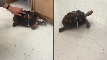 La tortuga Banana tenía un