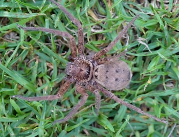 Una araña lobo de ocho patas, color marrón y grisáceo, con textura peluda, se encuentra sobre hierba verde. Vista cenital