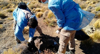 Los especialistas encontraron al ejemplar