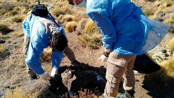 Murió el primer cóndor cordobés