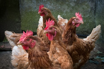 Gallinas en un corral (AdobeStock)