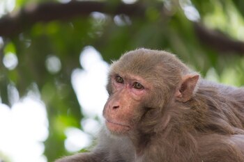 La investigación con macacos demuestra