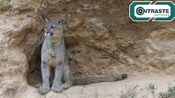 Un veterinario evalúa la salud