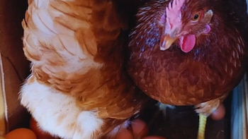 Huevos con historia chaqueña: impulsan