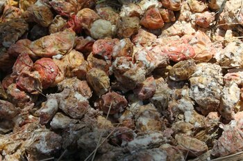 Este alimento es considerado la