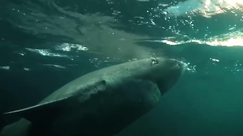 Una de las características más