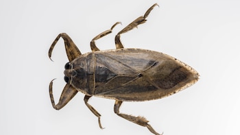 Chinches de agua: por qué