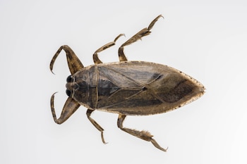 Las chinches gigantes de agua