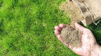 Una mano sostiene semillas de césped junto a un saco de tela sobre un fondo de hierba verde.