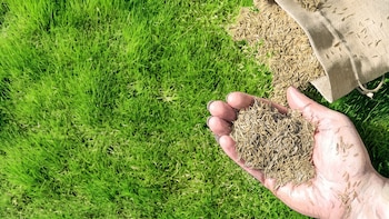 Sembrar pasto antes de una tormenta: qué riesgos plantea el exceso de agua