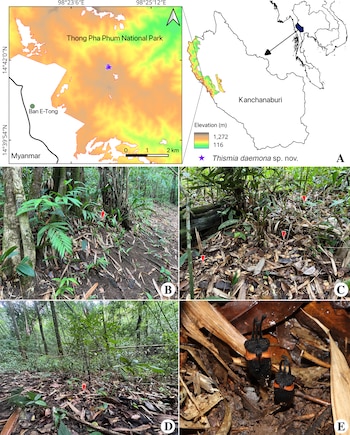 Un mapa de Tailandia y cuatro fotos que muestran vegetación boscosa y un acercamiento a dos pequeñas flores oscuras sobre hojas secas