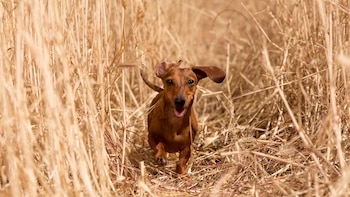El peligro oculto del verano en los paseos con tu perro: cómo identificar y actuar en caso de que a tu mascota se le clave una espiga