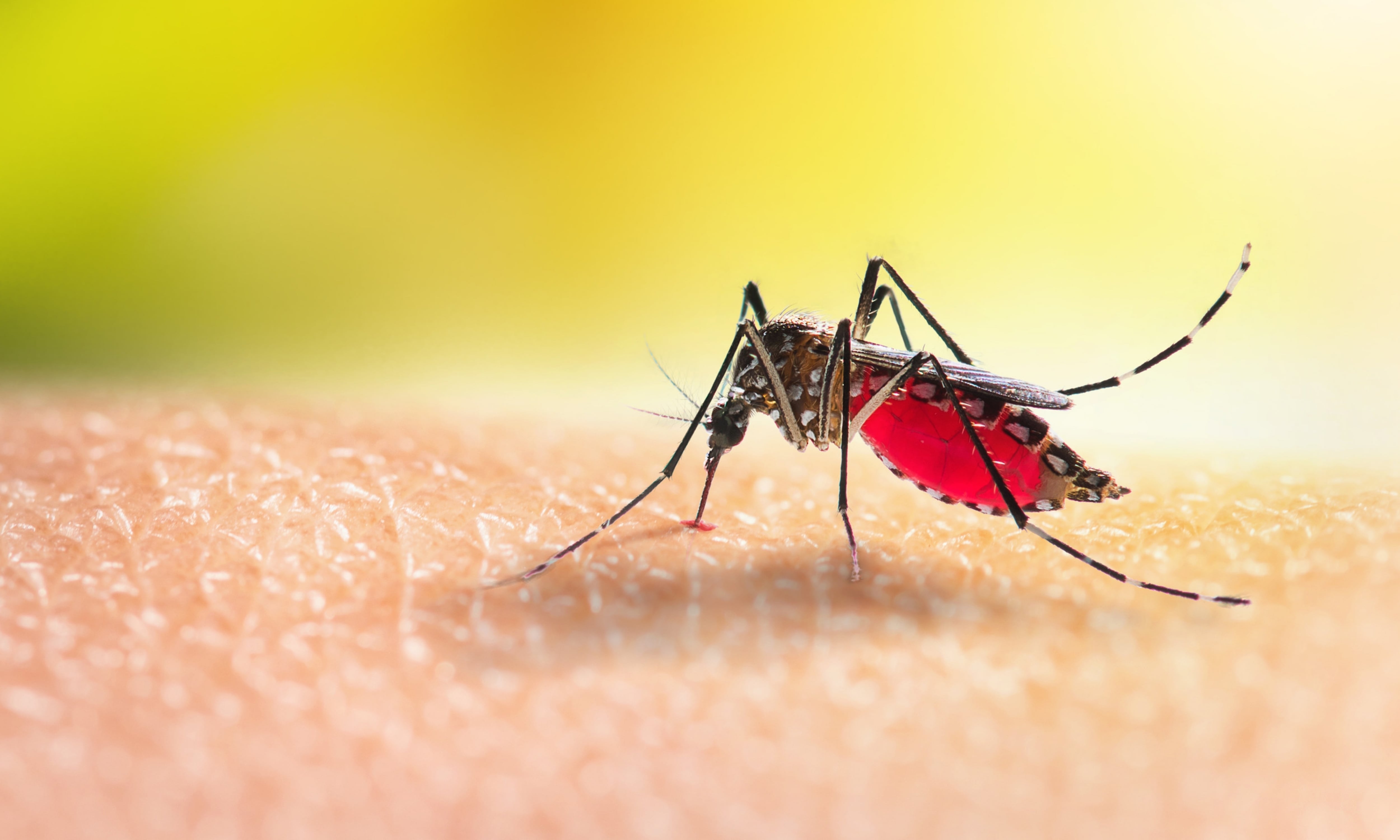 Los síntomas de la malaria pueden aparecer entre 9 y 17 días después de la picadura del mosquito e incluyen fiebre alta, escalofríos intensos y sudoración profusa. (ShutterStock España)