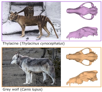 Fotografías y modelos tridimensionales de cráneos de un tilacino en la parte superior y un lobo gris en la parte inferior