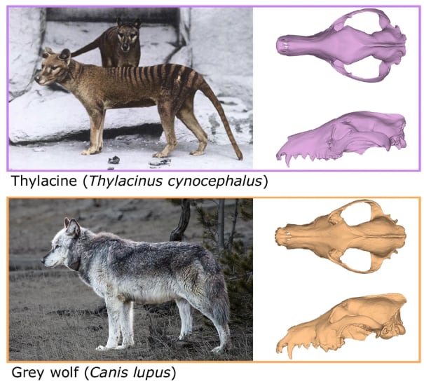 Los investigadores señalaron que el hocico largo y fino del tigre de Tasmania favorecía un cierre veloz de la mandíbula para capturar presas ágiles como bandicuts (Gentileza, estudio La morfología del cráneo del tigre de Tasmania extinto sugiere un estilo de mordida único, publicado en Nature Communications)