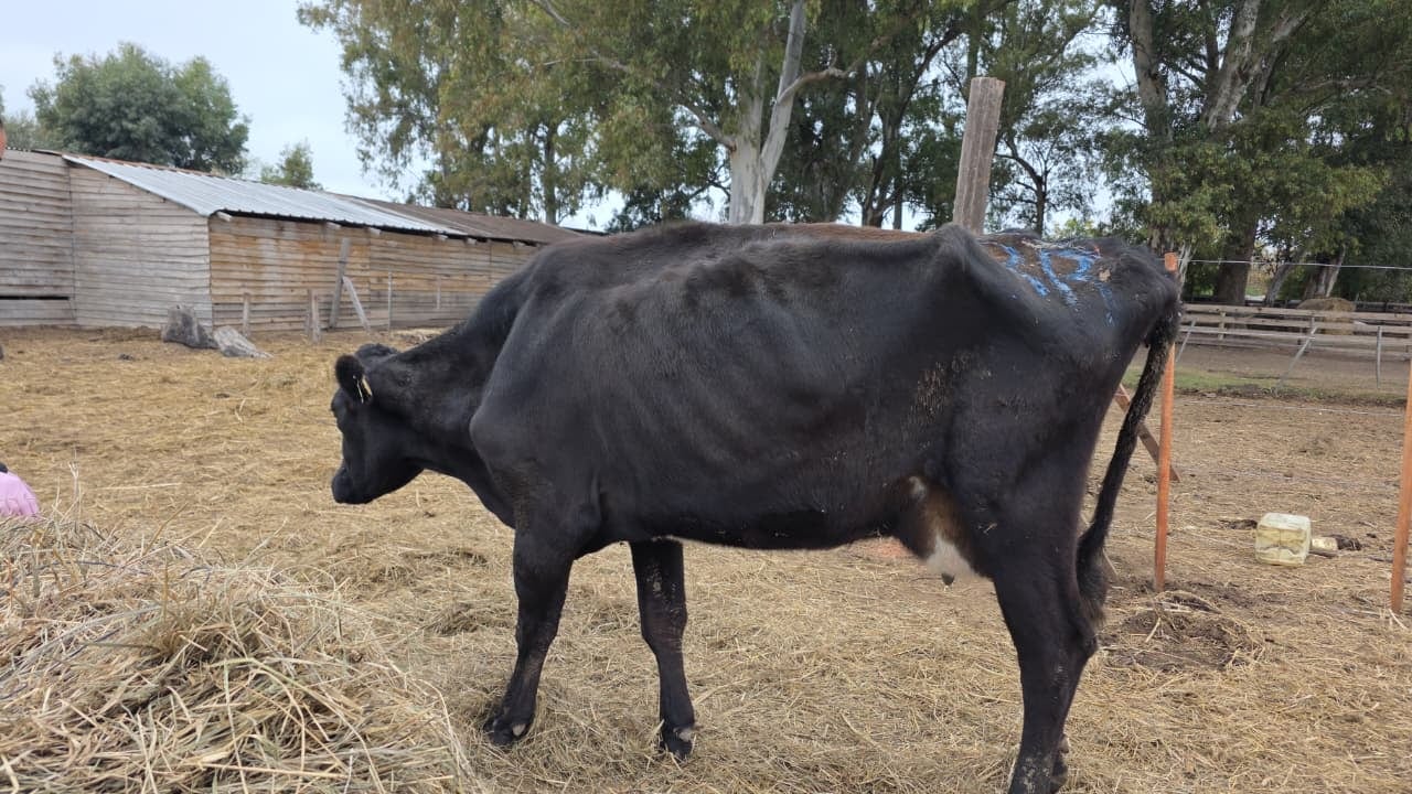 Las vacas presentan desnutrición severa, enfermedades infecciosas como Lengua de Palo y Paratuberculosis (Rescate Equino Cinco Corazones ONG)