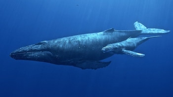 El enigma de la longevidad: