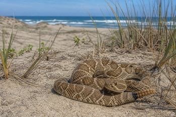 Serpiente de cascabel enroscada sobre arena seca con vegetación esparcida y el mar al fondo bajo un cielo despejado.