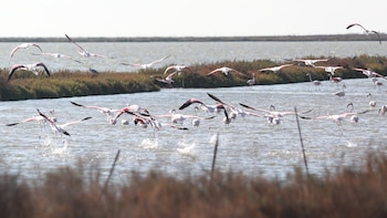 Una investigación pone fecha a
