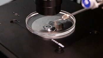 Científicos logran editar genes de embriones humanos con gran precisión