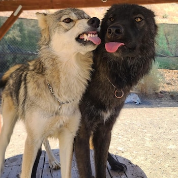 Rama conviviendo con uno de