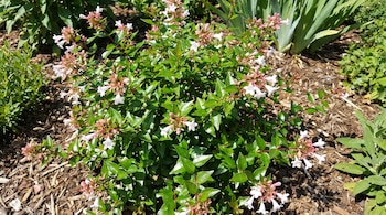 Un arbusto de abelia con hojas verdes y flores acampanadas de color blanco y rosa claro en un suelo de virutas de madera.