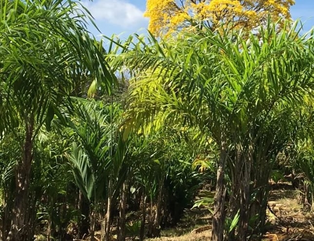 Palma Bactris gasipaes, conocida localmente como pifá, pixbae o pibá, de donde procede el palmito. (Palmitos Panamá)
