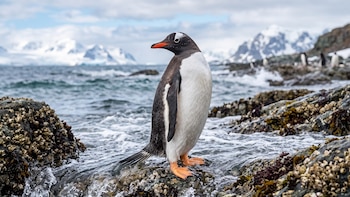 El pingüino papúa no es una sola especie: un estudio propone dividirlo en 4