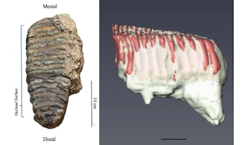 El valor científico del molar no reside únicamente en la identificación de una especie extinta: el esmalte dental conserva señales químicas y físicas de la alimentación y el ambiente del animal. (Crédito: Universidad de Tel-Hai de Kiryat Shmona en Galilea y Hannah Farrell, Universidad de Haifa)