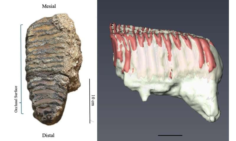 El valor científico del molar no reside únicamente en la identificación de una especie extinta: el esmalte dental conserva señales químicas y físicas de la alimentación y el ambiente del animal. (Crédito: Universidad de Tel-Hai de Kiryat Shmona en Galilea y Hannah Farrell, Universidad de Haifa)
