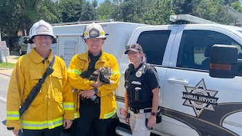 Un gato fue hallado con vida más de 72 horas después de un incendio en un apartamento de Utah