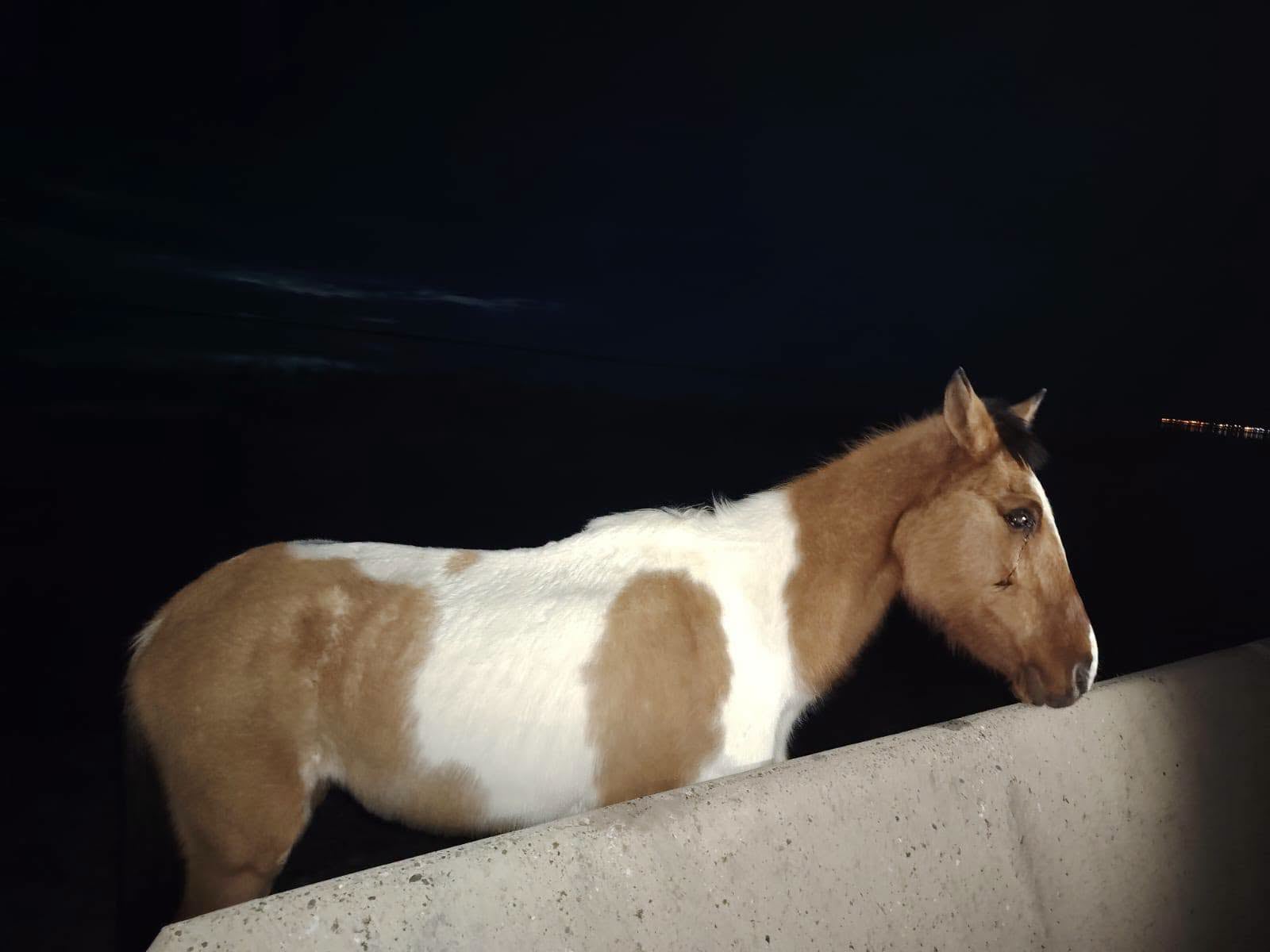 El animal, ciego de avanzada edad, no podía sarlir del lugar por sus propios medios (RANHU)