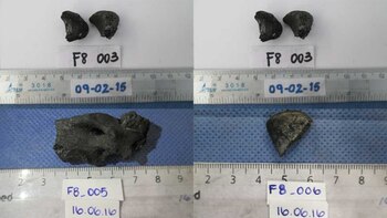 Algunos de los restos encontrados