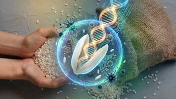 Una herramienta diseñada con IA podría neutralizar un peligroso patógeno y transformar el cultivo del arroz