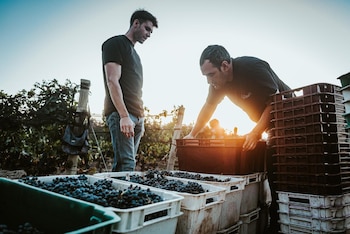 Dos hombres en un viñedo al atardecer, uno de pie y otro agachado llenando una caja con uvas moradas. Varias cajas llenas de uvas en primer plano