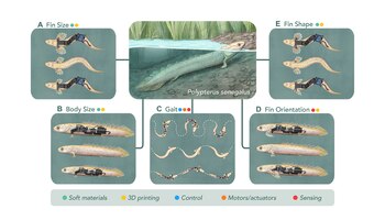 Un pez robótico recreó el