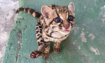 El animal era transportado en