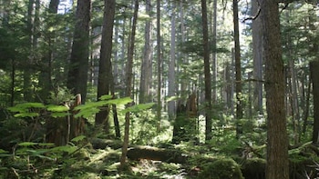 La selva tropical más grande de Estados Unidos está a salvo de la tala gracias a un fallo judicial de Alaska