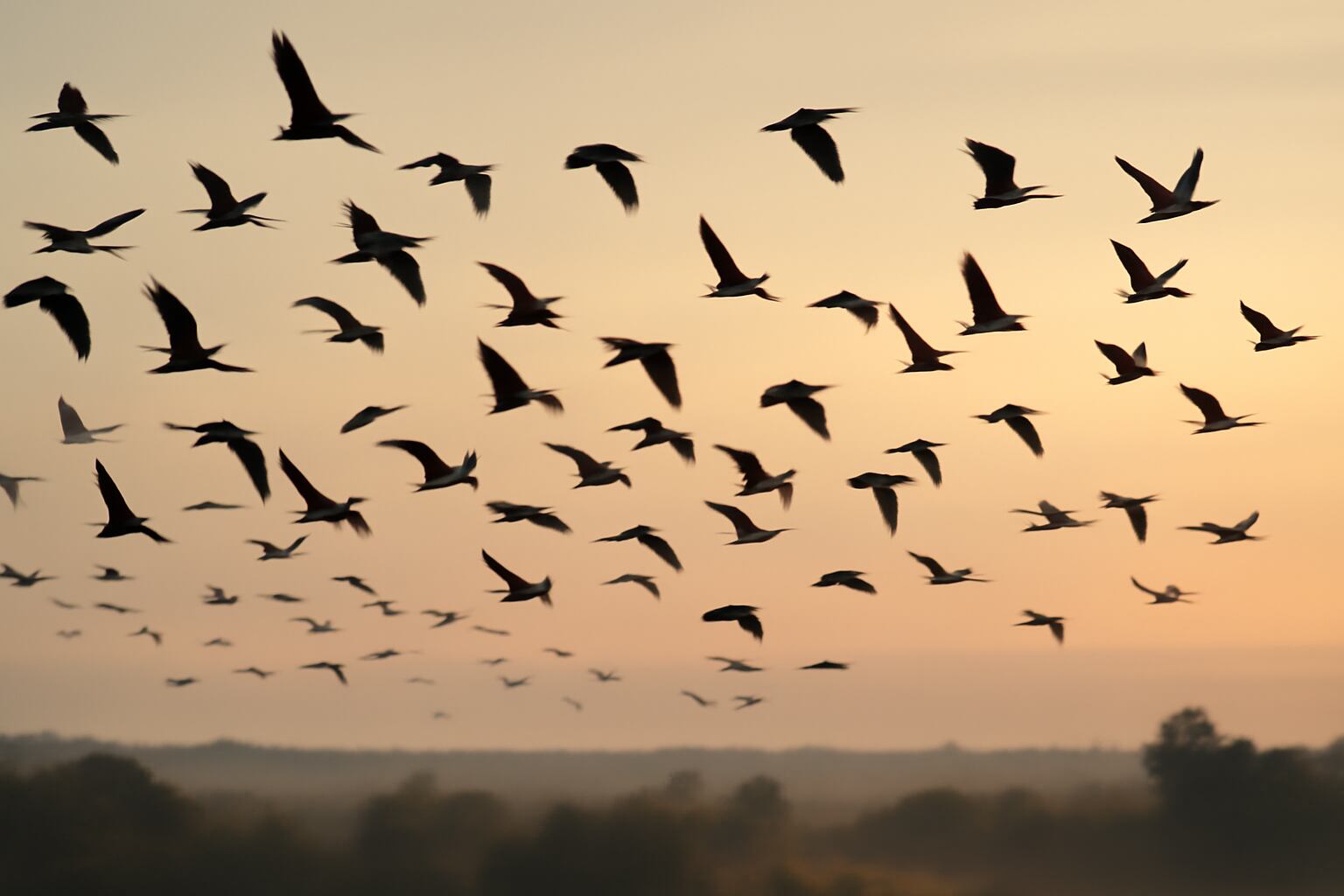 El estudio sugiere que la integración entre visión y memoria espacial en aves podría ser un mecanismo compartido por otras especies, incluidos los humanos (Imagen Ilustrativa Infobae)