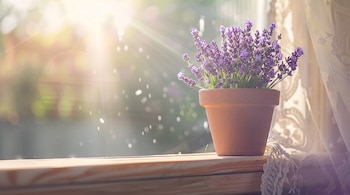 Una maceta de terracota con lavanda de flores moradas sobre un alféizar de madera junto a una cortina de encaje bajo la luz solar.