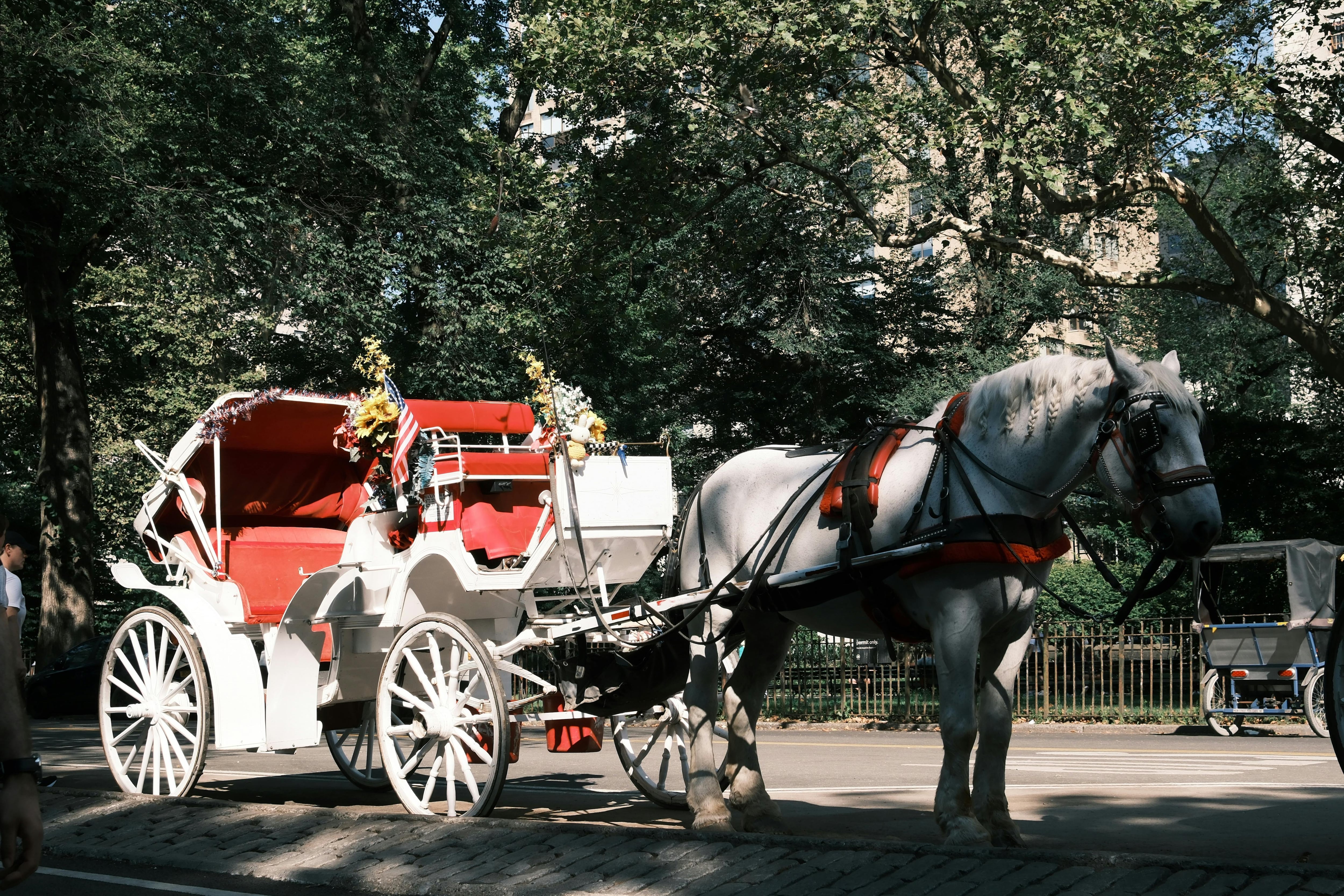 La normativa prohíbe de forma explícita la venta de los caballos a mataderos e impide la entrega de nuevas licencias comerciales. (Pexels/Mingyang Liu)